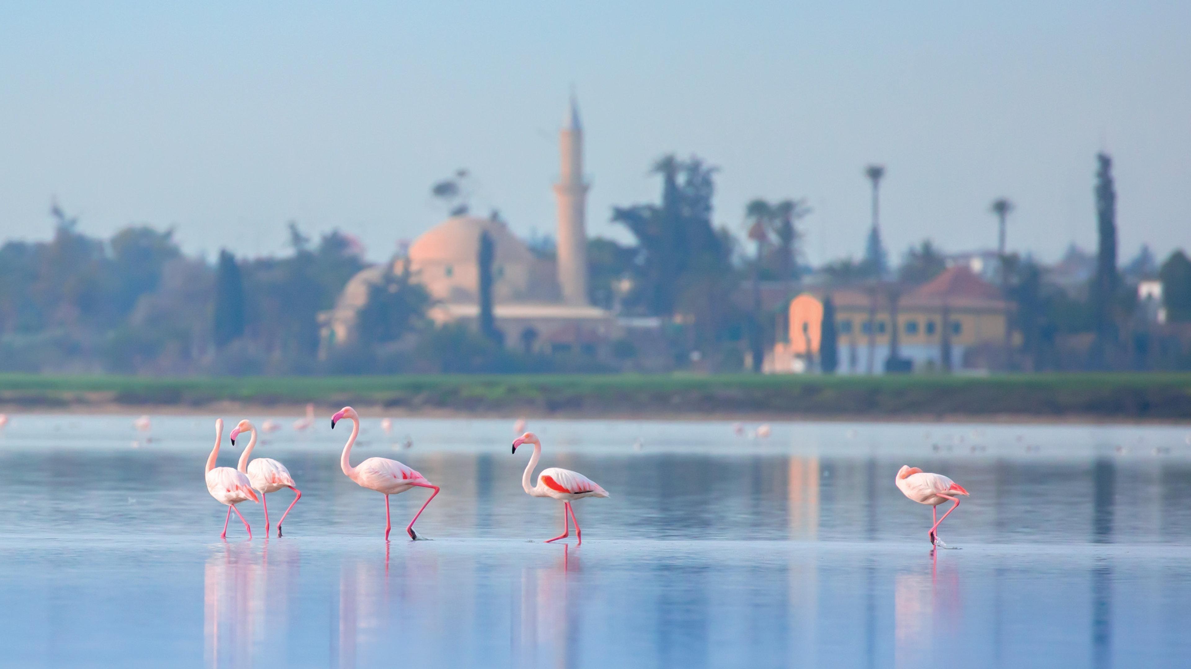 Hotel Indigo Larnaca By Ihg-Adults Only Zewnętrze zdjęcie